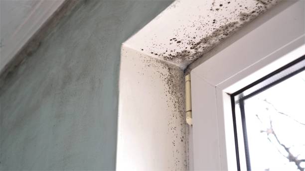 Best DIY Mold Remediation Support Services in Caryville, TN