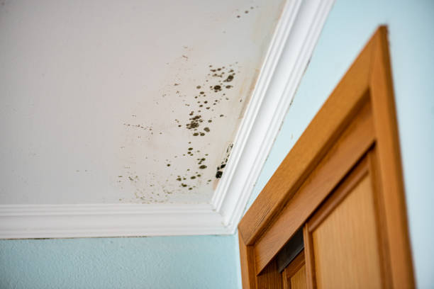 Best Health and Safety Mold Remediation in Caryville, TN