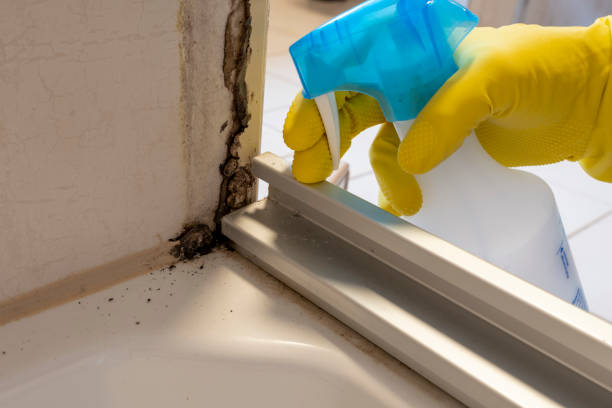 Best Commercial Mold Remediation in Caryville, TN