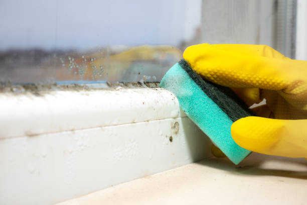 Best Residential Mold Remediation in Caryville, TN