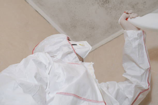  Caryville, TN Mold Removal Pros