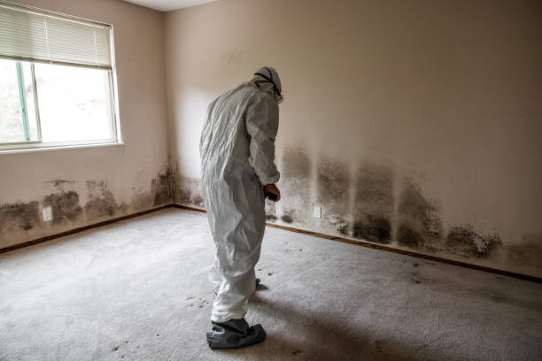 Best Post-Flood Mold Remediation in Caryville, TN