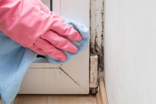 Best Mold Remediation for Schools in Caryville, TN