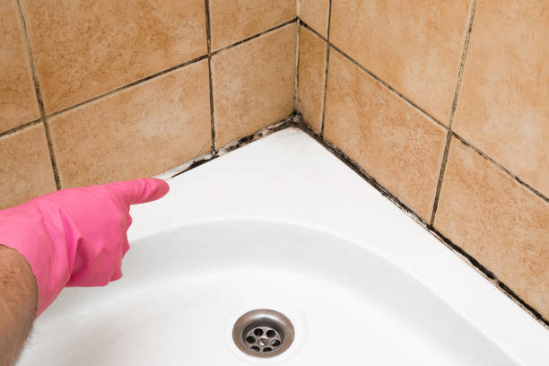 Best Bathroom Mold Remediation in Caryville, TN